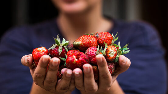 Close up macro color image depicting a woman's hands holding a bunch of fresh strawberries that have just been picked from the garden. There is still some dirt and mud on her hands and fingers, as well as the fruit. In the background the face and body of the woman is blurred out of focus, because focus is on the strawberries in the foreground. Room for copy space.