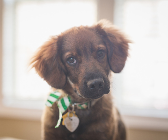 10-child-friendly-dog-breeds-to-know-about-bounty-parents