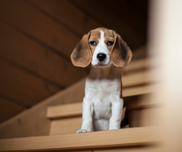 10-child-friendly-dog-breeds-to-know-about-bounty-parents