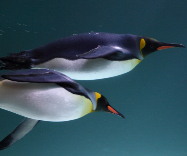 Melbourne Aquarium