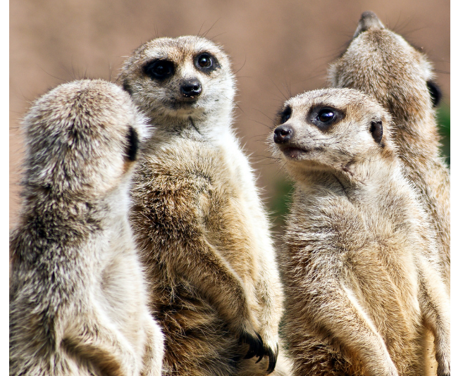 Melbourne zoo