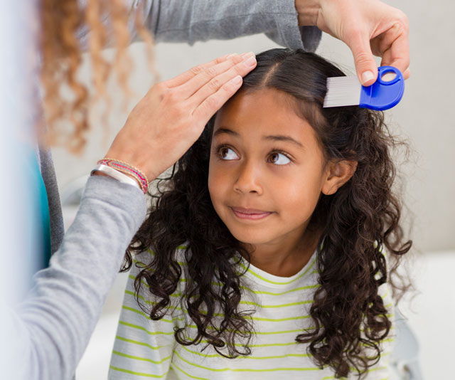How to treat the new breed of ‘super’ head lice that are resistant to store-bought products