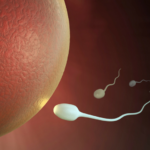 fertility sperm approaching an egg