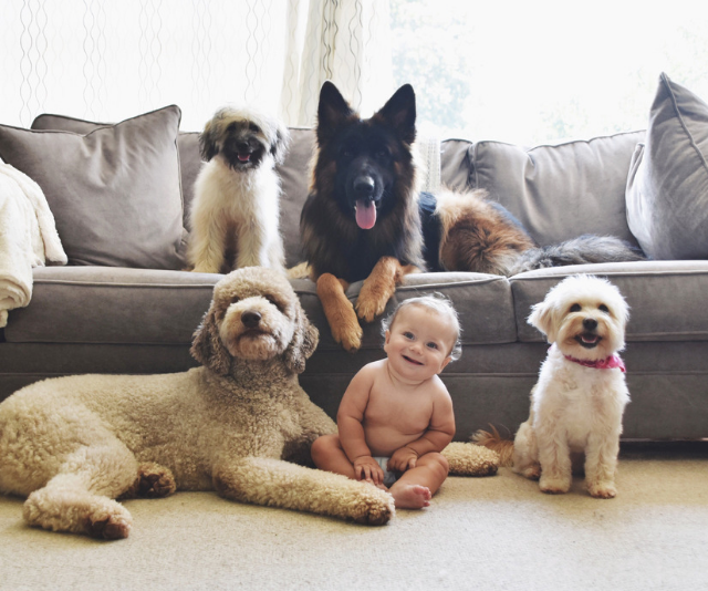 smiling Baby amongst a group of dogs