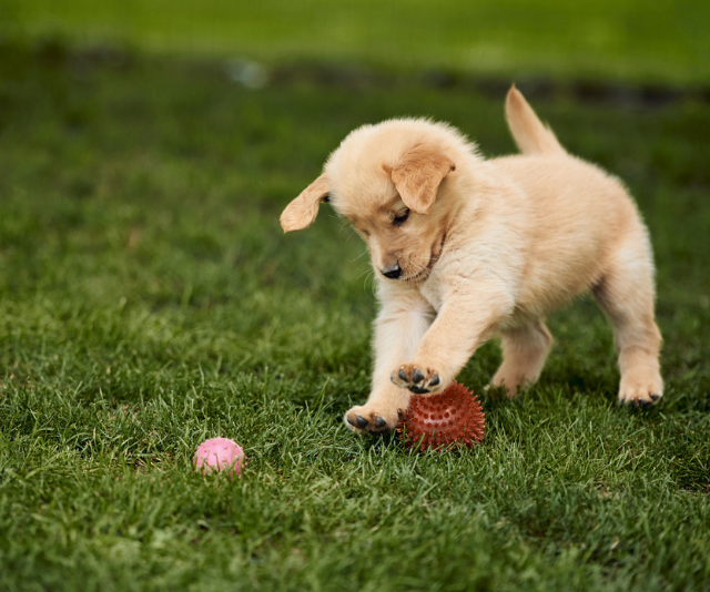 Puppy