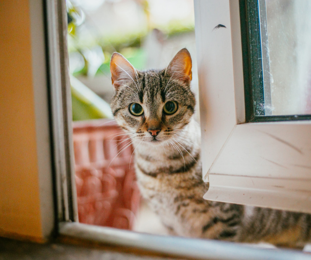 Kitten
