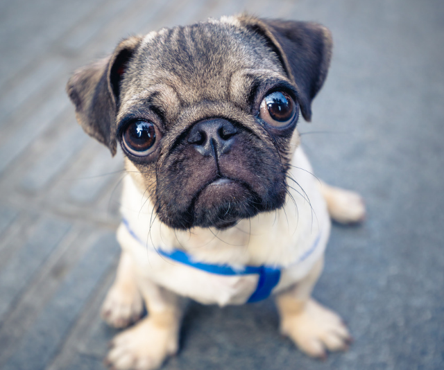 Puppy