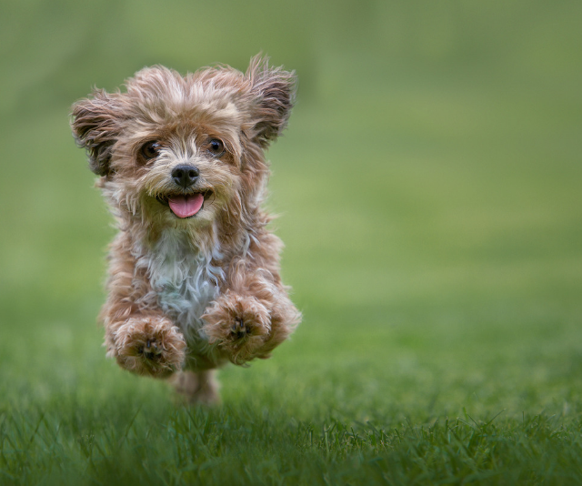 Puppy