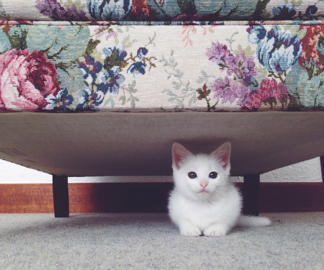 Kitten