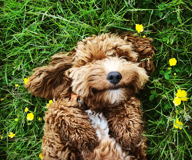 Puppy