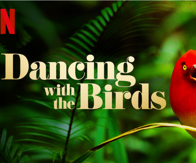 best educational shows on Netflix Dancing with the Birds