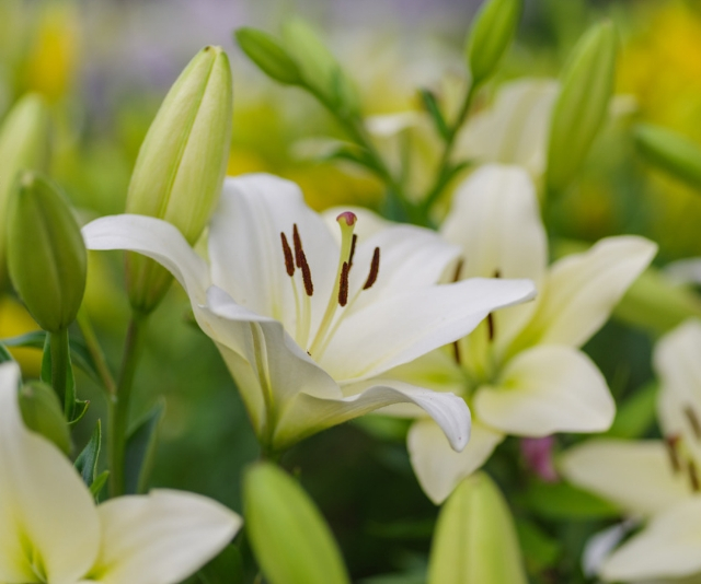 Lilys