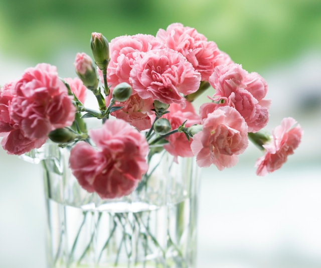 Carnations