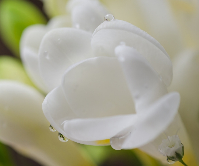 Freesia