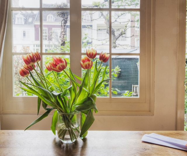 Tulips