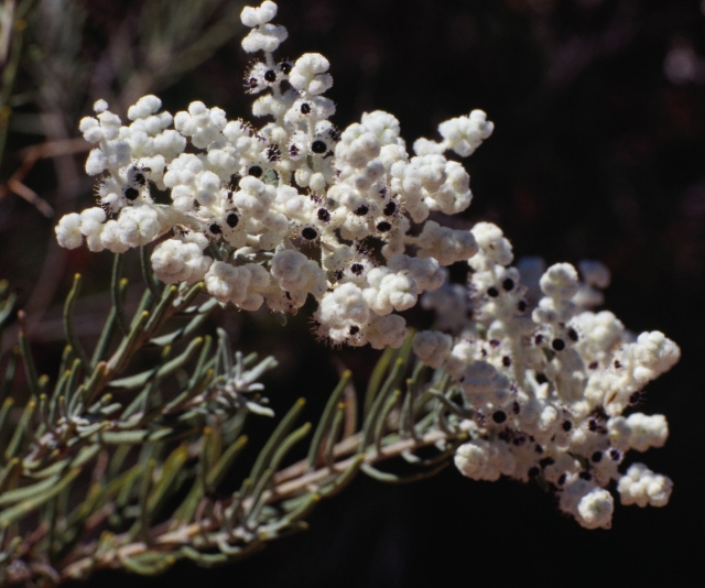 Native flowers
