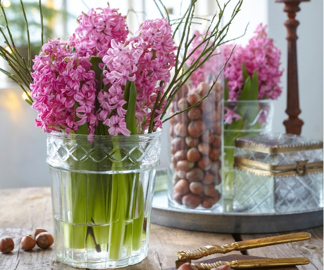 Hyacinth