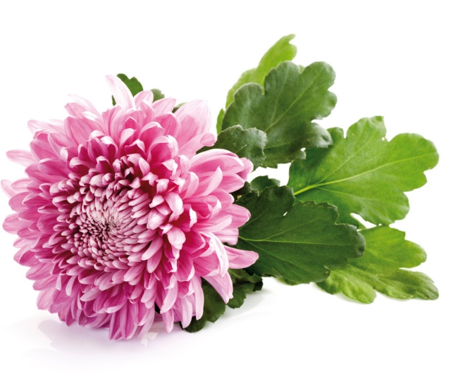 Chrysanthemum