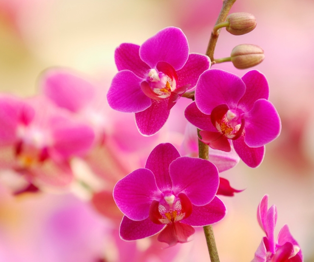 Orchids