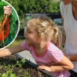 How to create a kid-friendly vegetable garden in your backyard – it’s easier than you think!