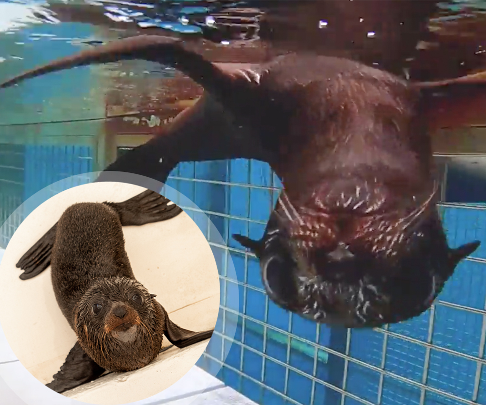 CUTE ALERT! Taronga Zoo’s adorable fur-seal pup has a name at last!