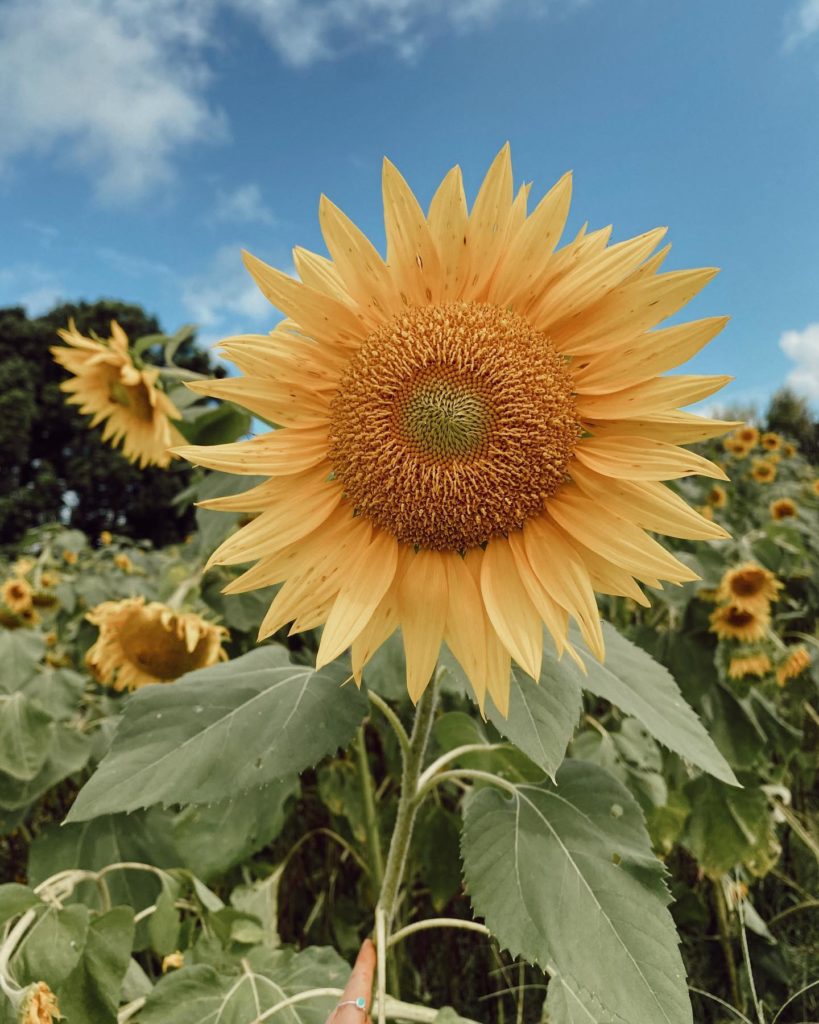Sunflower at Farm & Co Kingscliff