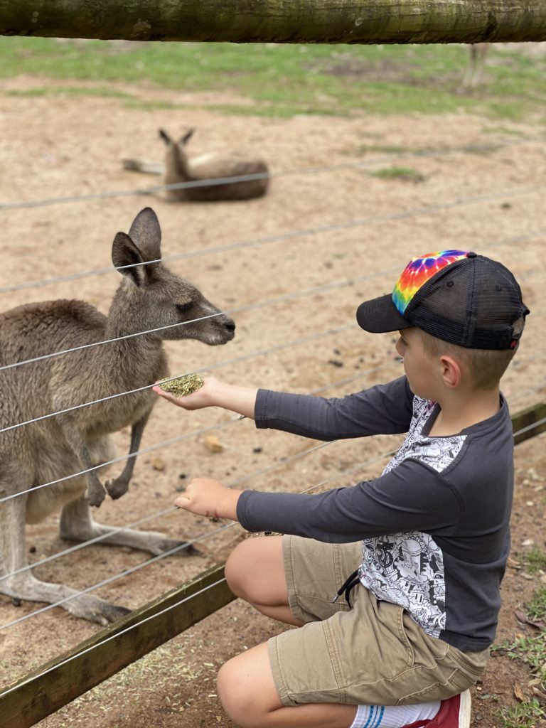 Small boy feeds Kangaroo at Tropical Fruit World