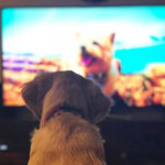 DOGTV is coming down under to revolutionalise pet care