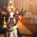 10 of the best Christmas presents for dogs