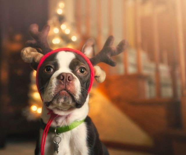 10 of the best Christmas presents for dogs