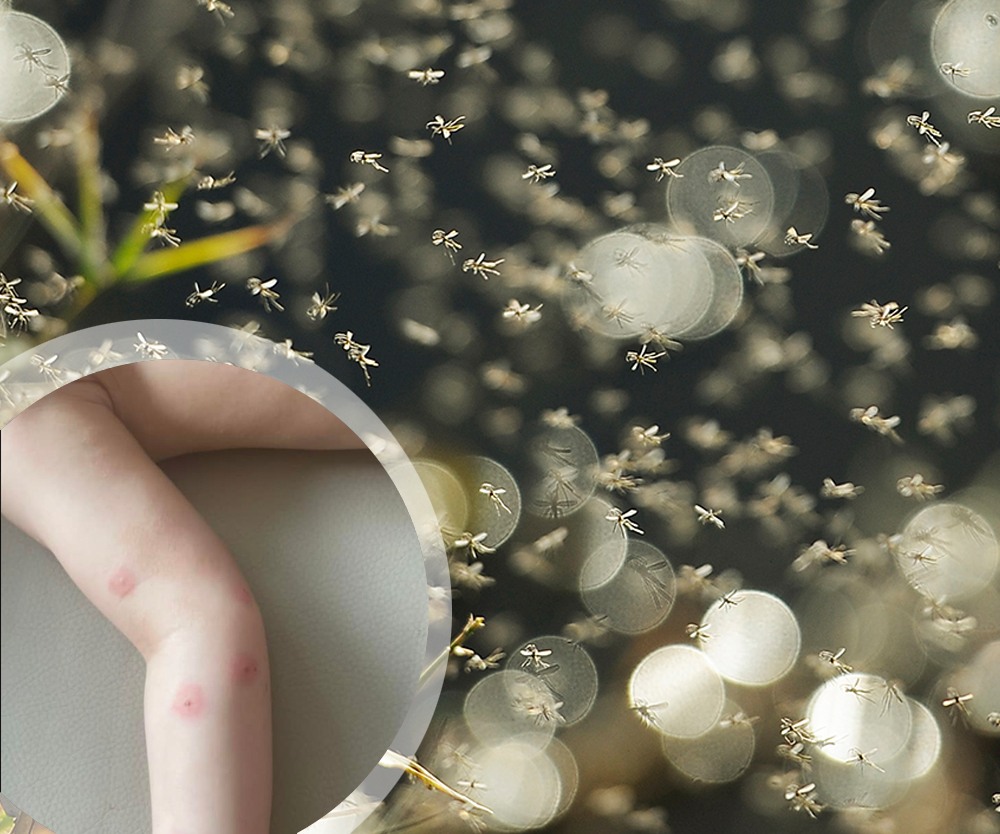 Mozzie madness: Experts say there are more mosquitos than ever thanks to La Niña