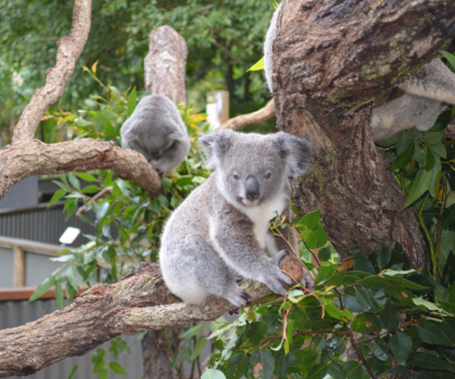 Koalas at Kuranda Koala Gardens
