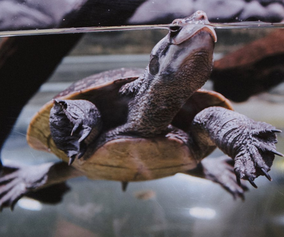 Turtle at Cairns aquarium