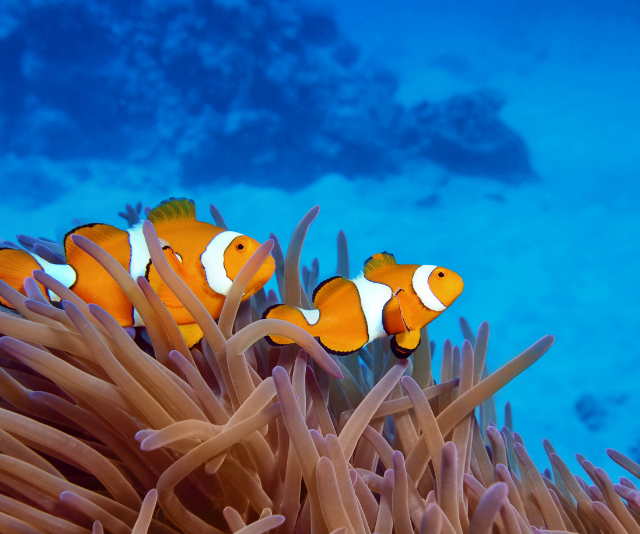 Clown fish on the Great Barrier Reef