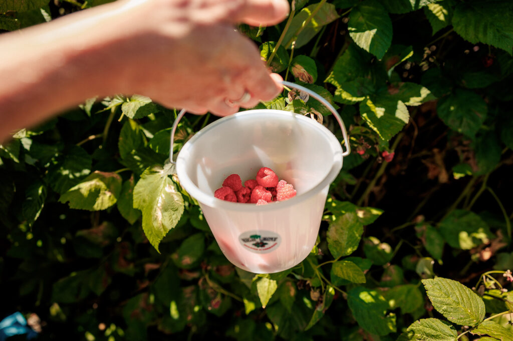 High Grove Berries, Stanley, Victoria's High Country
