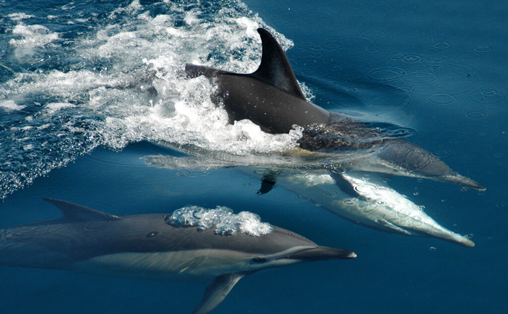Tīkapa Moana Whale & Dolphin Wildlife Cruise