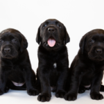 Three black Guide Dog puppies