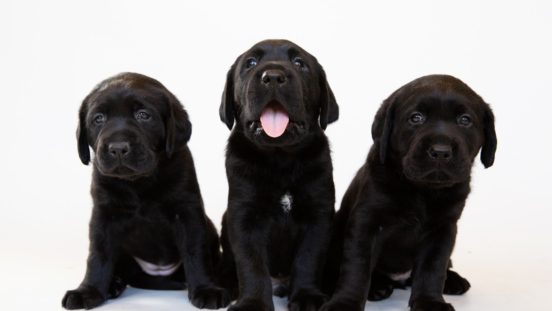 Three black Guide Dog puppies