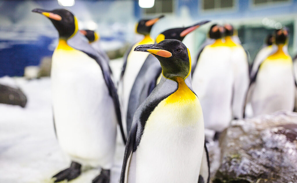 SEA LIFE Kelly Tarlton Penguins Auckland