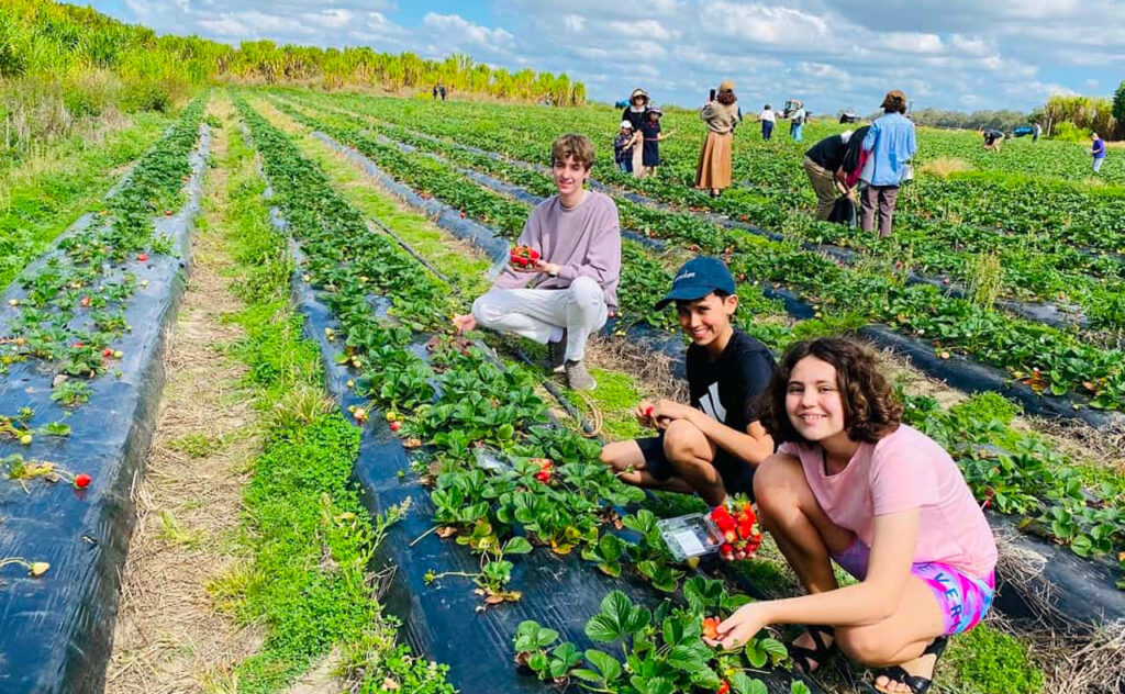 Children strawberry picking in Brisbane