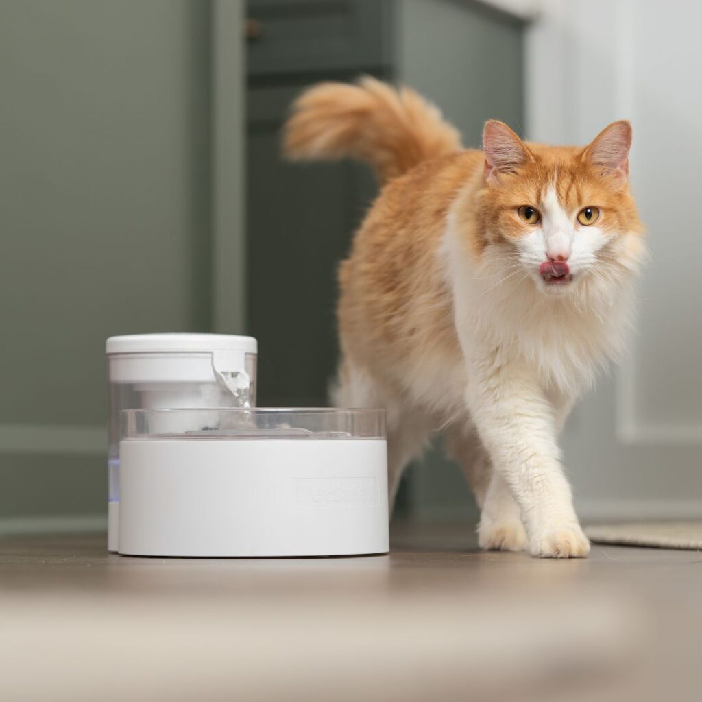Outlast™ Pumpless Pet Fountain
