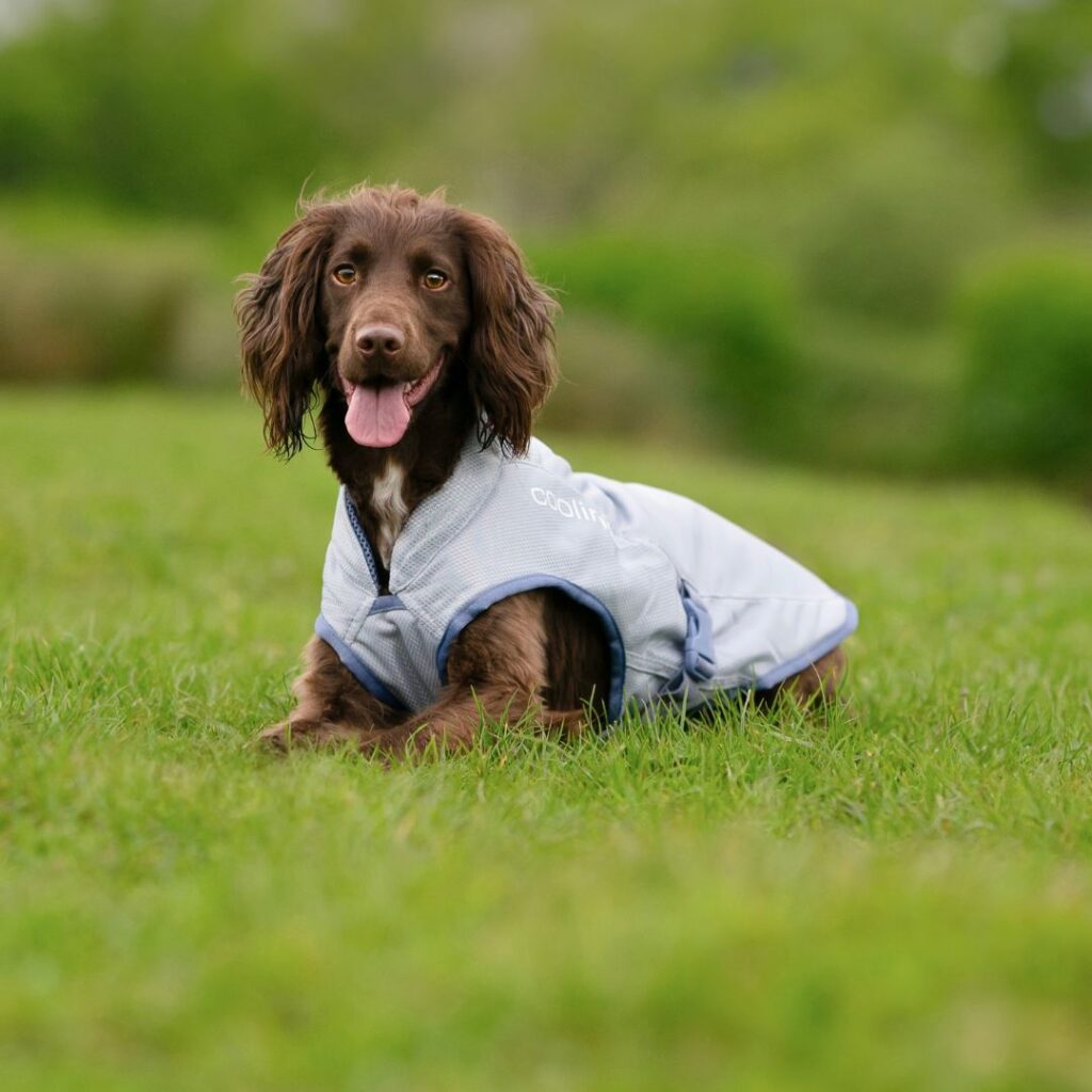 Kurgo Dog Core Cooling Vest