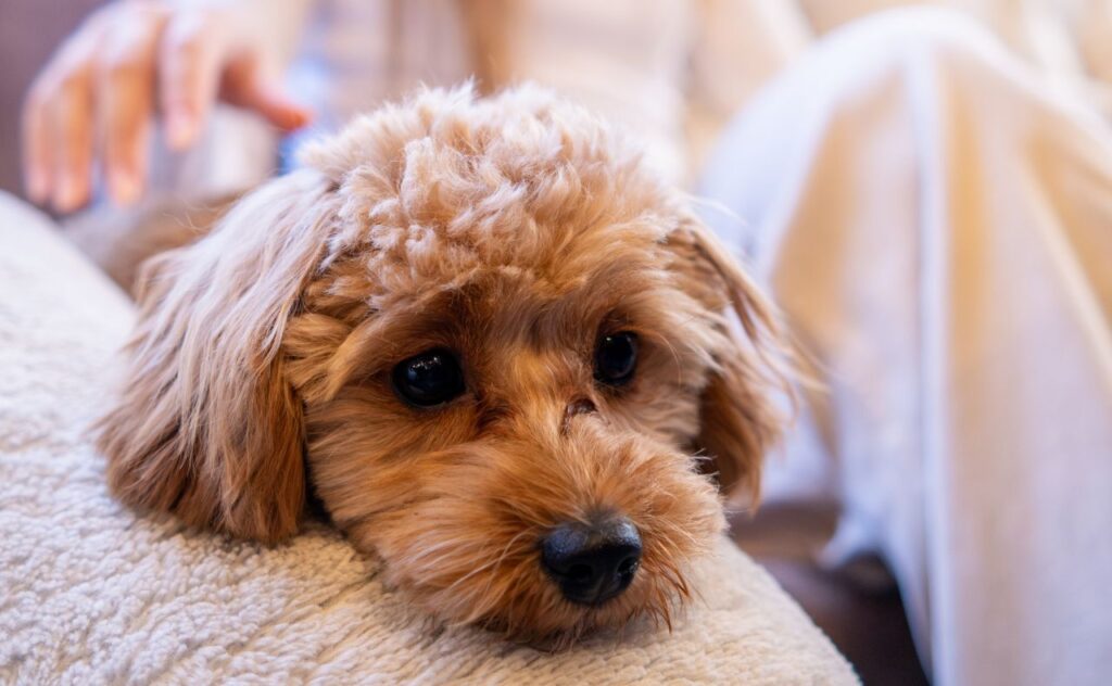 Most popular pet breeds and pet names. Cavoodle puppy